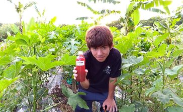 光合成細菌の農法に挑戦　名護の仲里さん　幼少から関心、有機栽培実践