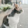 猫への「餌やり」規定、修正へ　沖縄県の条例案「誤った解釈招く」と指摘された表現とは