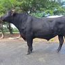 沖縄県の種雄牛に「美百合」を選抜　検定5項目で過去最高の成績、子牛は既に高値で取引