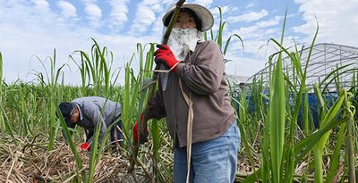 沖縄「ウージトーシー」に汗　サトウキビの収穫期迎える