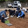 島添の丘の子　野菜植え付け　伊江島の農園で４年ぶり