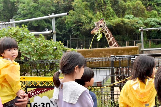 光、東京でも元気でね　こどもの国、キリンお別れ会