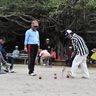 ２２チームが村長杯競う／多良間、ゲートボールで交流