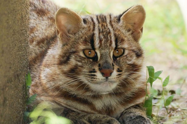 ツシマヤマネコ　初の野生へ放獣／環境省の保護施設