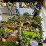 ボリビア　来場者ら盆栽に注目　オキナワ日ボ協会が文化祭