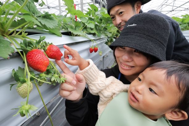 【動画あり】沖縄産イチゴのシーズン到来　「おいしさを味わって」　中城村、ともや農場