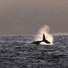 朝日に輝く　クジラの季節到来　沖縄・慶良間諸島