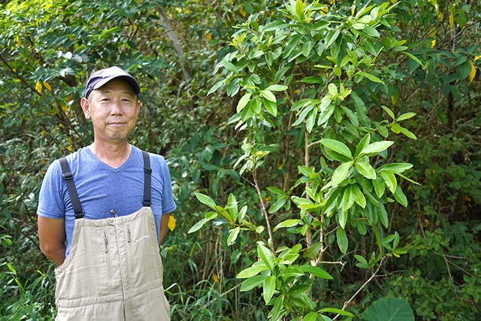 畑の一角でスパイスを栽培する、やんばる畑人プロジェクトの芳野幸雄さん、右はオールスパイスの木＝10日、名護市内