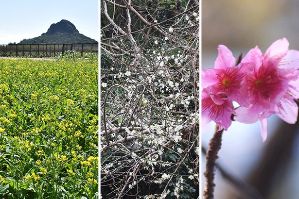 新春告げる花のにぎわい　菜の花、梅、桜…県内各地で彩り