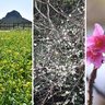 新春告げる花のにぎわい　菜の花、梅、桜…県内各地で彩り