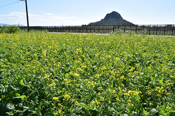 城山（ぐすくやま）を背景に黄色のじゅうたんが広がる菜の花畑＝2日、伊江村