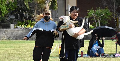 ヤギを抱えて疾走　リレーのバトンはサトウキビ　沖縄・多良間島で大運動会