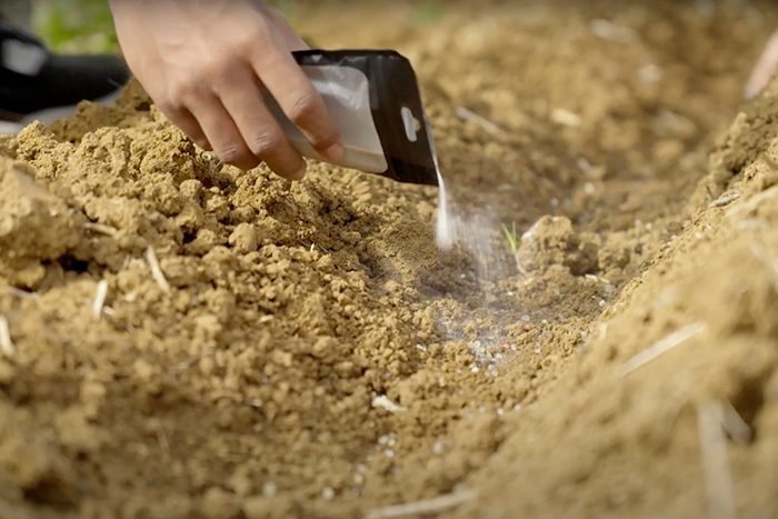 EFポリマーが開発した超吸水性ポリマーを土と混ぜることで、少ない水と肥料で作物を育てることができる（提供）