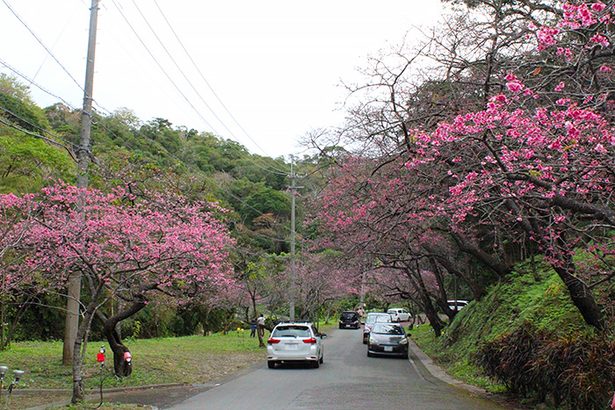 4キロ余りの沿道に約7000本「ヒカンザクラ」開花　もとぶ八重岳桜まつり始まる　2月4日まで
