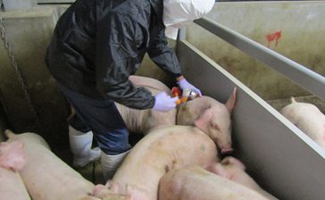 豚熱ワクチン接種、2月1日から離島でも　約2千頭が接種の対象　沖縄県