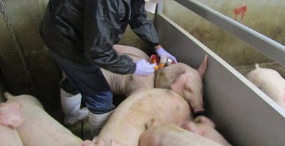豚熱ワクチン接種、2月1日から離島でも　約2千頭が接種の対象　沖縄県