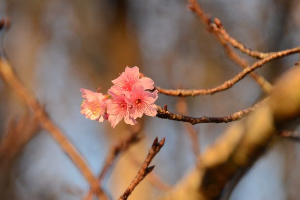【動画あり】全国一早い桜の開花！　宮古島でヒカンザクラ咲く　気象台観測