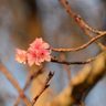【動画あり】全国一早い桜の開花！　宮古島でヒカンザクラ咲く　気象台観測