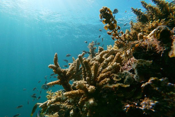 サンゴ礁や藻場、マングローブに干潟…大浦湾は多様性の海　世界遺産上回る5334種の生物　