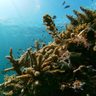 サンゴ礁や藻場、マングローブに干潟…大浦湾は多様性の海　世界遺産上回る5334種の生物　