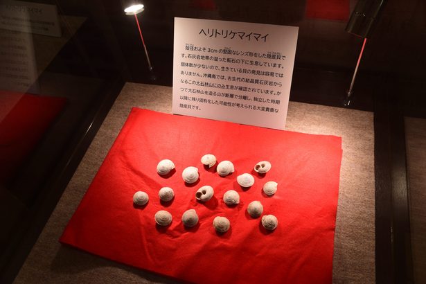 希少なカタツムリ標本　国頭・大石林山で展示