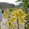 きょう「小寒」　ツワブキの黄色い花、陽光浴び鮮やかに　沖縄・首里城公園