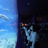 「いっぱい学びたい」　神戸児童ら　美ら海水族館見学