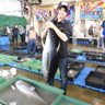 キハダマグロの最高値更新　国頭漁協で「ハチウクシー」　沖縄