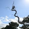 「彫刻かと思った」　宜野湾・森川公園に「天に昇る龍」… のような植物　普天間飛行場のフェンスのそば