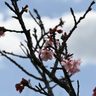 遅れて、咲きました　うるま、ヌーリ川沿い桜
