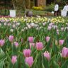 【動画あり】春色ひろがる、7万本の花々　20日から海洋博でチューリップフェア　沖縄・本部町
