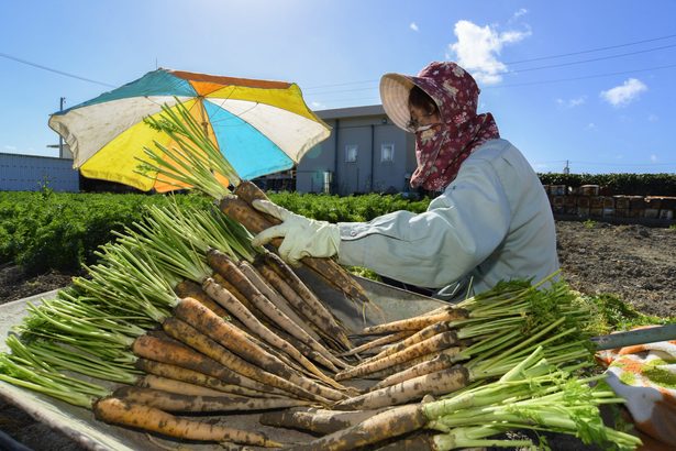 【動画あり】「大きくて上等」島ニンジンの収穫が最盛期　日差しまぶしく　沖縄・中城村