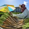 【動画あり】「大きくて上等」島ニンジンの収穫が最盛期　日差しまぶしく　沖縄・中城村