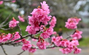【2024年版】日本一早い「春」の訪れ　沖縄の桜まつり特集（随時更新）