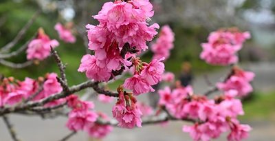 【2024年版】日本一早い「春」の訪れ　沖縄の桜まつり特集（随時更新）