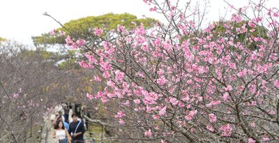 今帰仁グスク桜まつりに足を運び、咲き始めた桜を楽しむ来場者＝20日、今帰仁村の今帰仁城跡