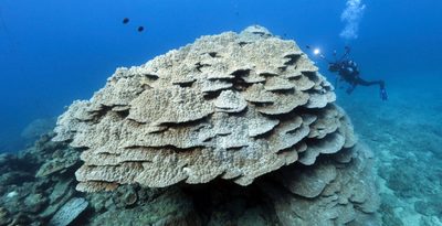 折り重なるように成長したフカアナハマサンゴ＝10日、大浦湾の水深約7メートル