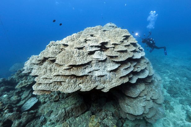【写真特集】ダイバーが見た辺野古「海」のいま　大浦湾、海域に危機迫る　移植サンゴは衰弱　沖縄