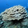 【写真特集】ダイバーが見た辺野古「海」のいま　大浦湾、海域に危機迫る　移植サンゴは衰弱　沖縄