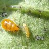 「すぐに諦めない」天敵育成　害虫捕食、脱「化学農薬」へ　農研機構、３０年ごろ実用化