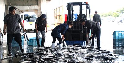 銀色に輝く「初ガツオ」　400キロの大漁に沸く　カツオの町、本部で水揚げ　沖縄