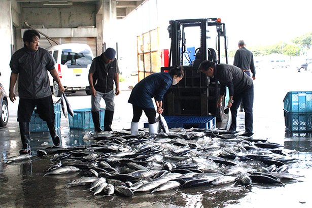 銀色に輝く「初ガツオ」　400キロの大漁に沸く　カツオの町、本部で水揚げ　沖縄