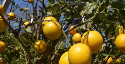 沖縄、国産レモンの一大産地へ可能性　温暖気候は栽培適地　名護で収穫、本格出荷始まる