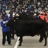 2027年の「和牛五輪」へ　沖縄の生産者や関係団体が始動　北海道で開催