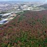 「松林が枯れている」　宮崎県全域で松くい虫被害が拡大　年間1800本余を伐採（宮崎日日新聞提供　～パートナー社から～）