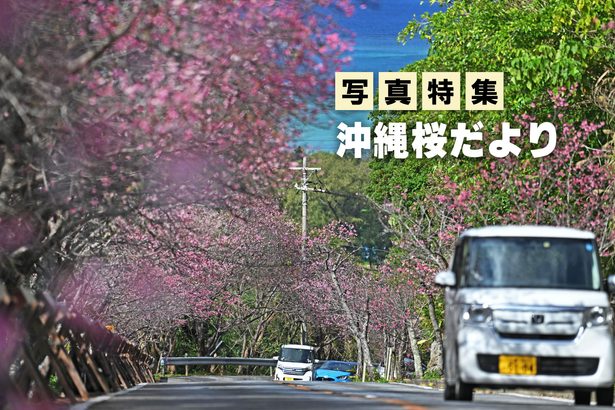 【写真特集】沖縄桜だより2024　夜空にも青空にも映えるピンク