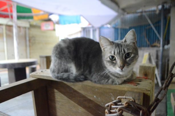 沖縄県内の猫殺処分、年々減少　室内飼育、繁殖防止進む