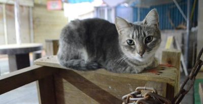 沖縄県内の猫殺処分、年々減少　室内飼育、繁殖防止進む