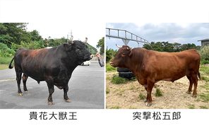 大型牛同士　結びで激突　ひなまつり伊波闘牛　来月3日、石川多目的ドーム