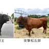大型牛同士　結びで激突　ひなまつり伊波闘牛　来月3日、石川多目的ドーム